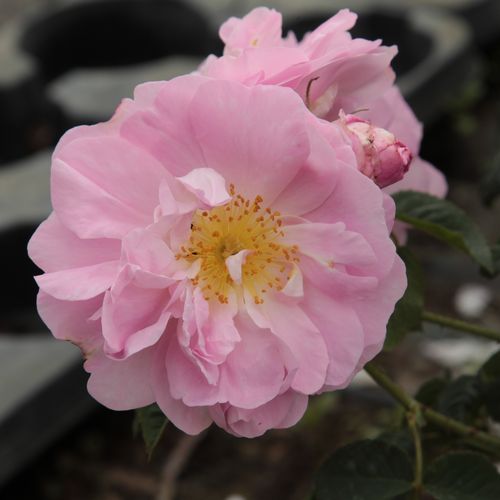 Vendita, rose rose damascene - rosa - Rosa Celsiana - rosa intensamente profumata - - - ,-